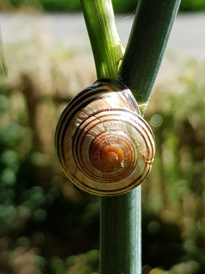 NABU Laupheim